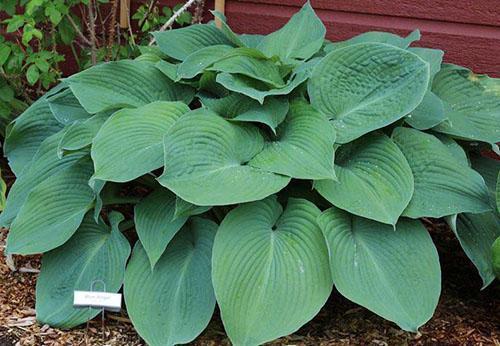 hosta en la sombra