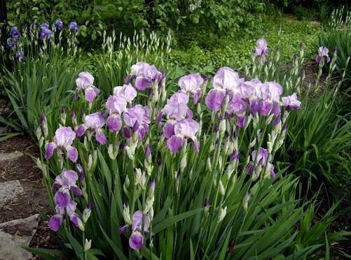 iris