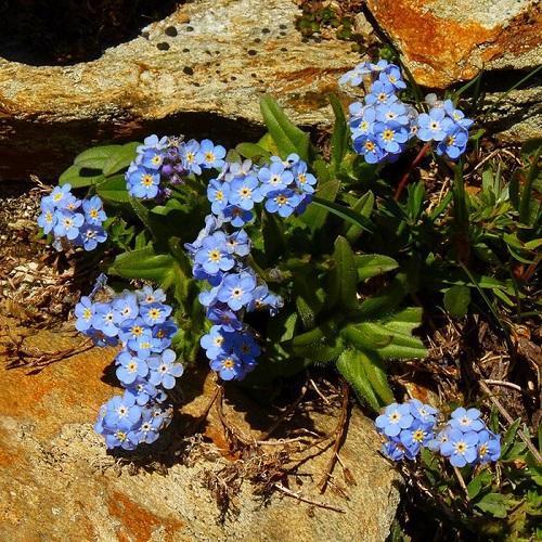 myosotis