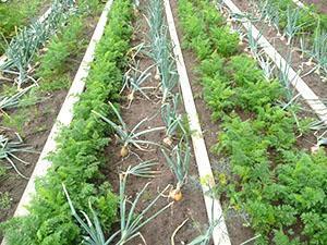 Cebollas y zanahorias en el mismo jardín.