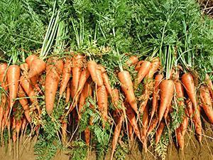 Cosecha de zanahoria