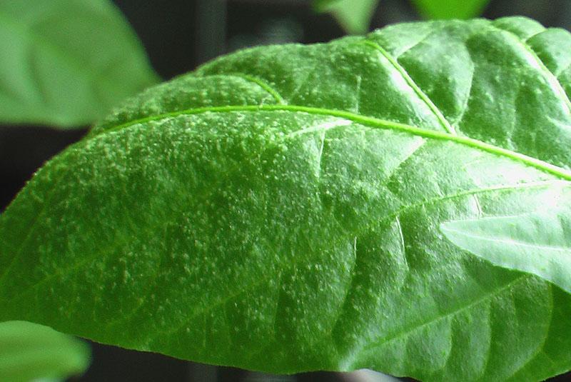 el edema se duplica en las hojas de pimiento