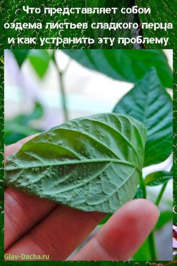 edema de hojas de pimiento dulce