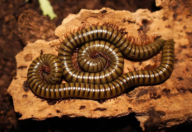 nódulos de milpiés en el pozo de compost