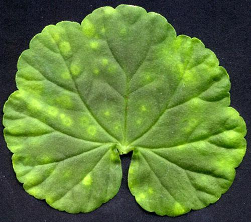 Tache de mosaïque sur les feuilles de pélargonium