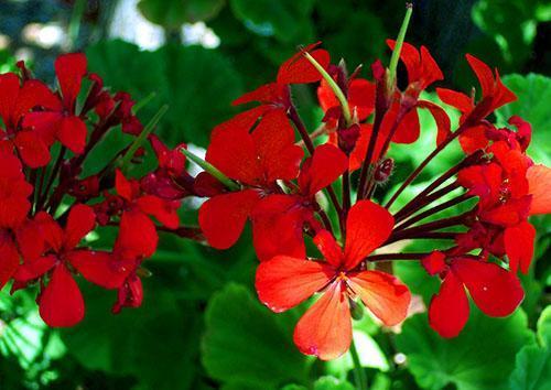 Le pélargonium plaît par sa couleur