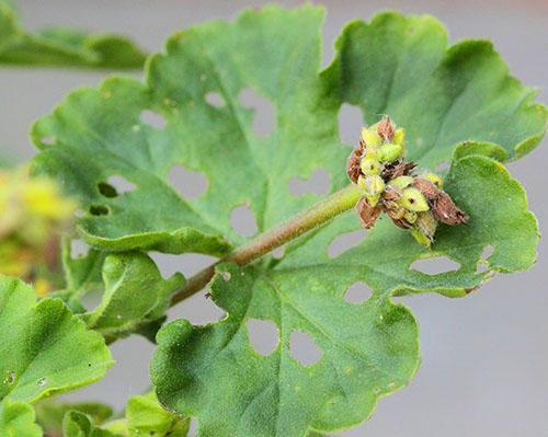 Le géranium cultivé dans le jardin est malade