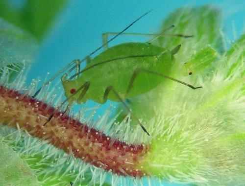 Les pucerons peuvent causer des dommages importants aux pélargoniums dans un parterre de fleurs