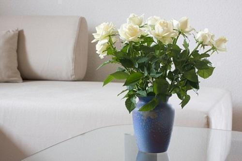 roses dans un vase