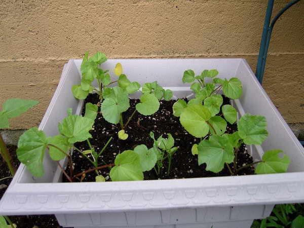 Lavatera est prêt à atterrir dans le sol