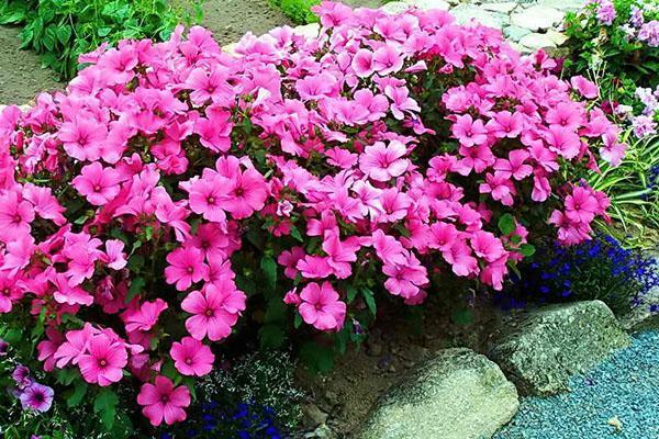 Lavatera fleurit dans le parterre de fleurs