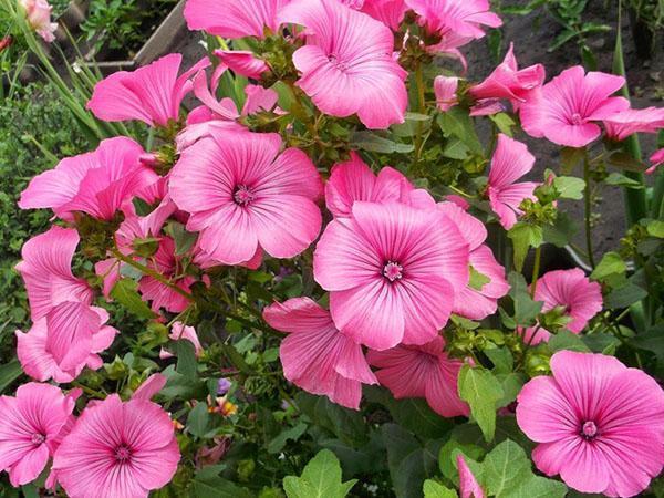 décoration de jardin