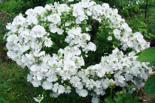 laveur de fleurs blanches