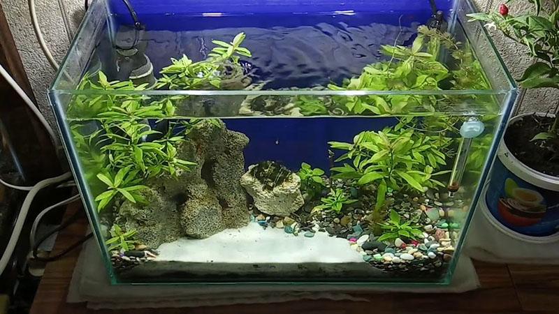 nivel de pH en el acuario