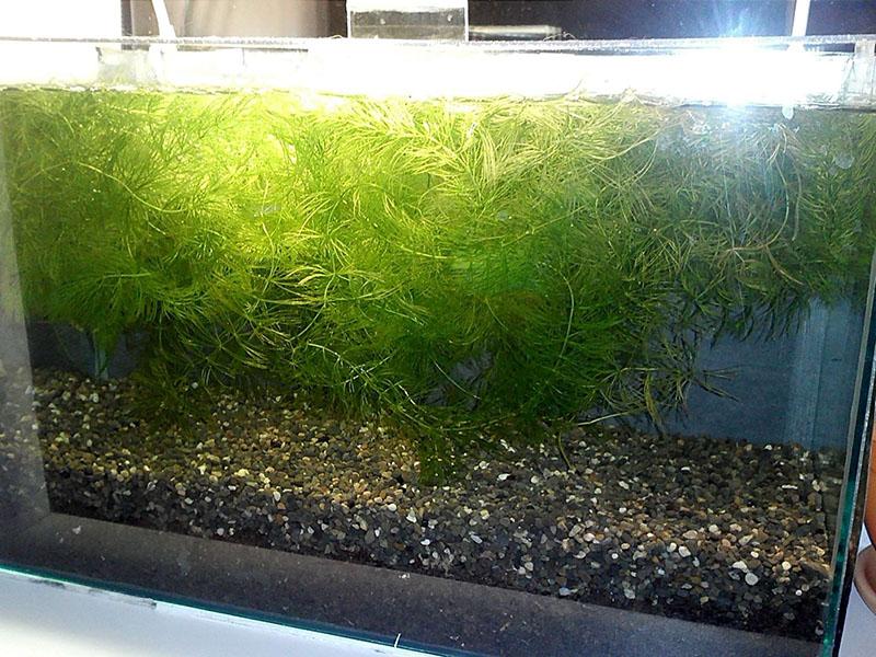 terre spéciale pour aquarium