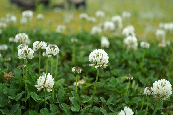 trébol blanco arrastrándose