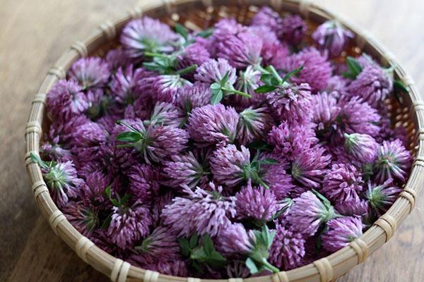 propiedades medicinales de las flores de trébol