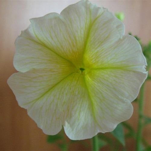 fleur de pétunia