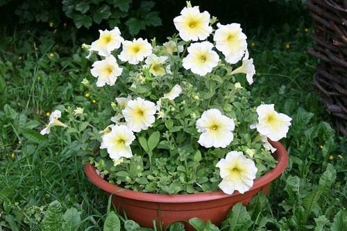 pétunia en pot
