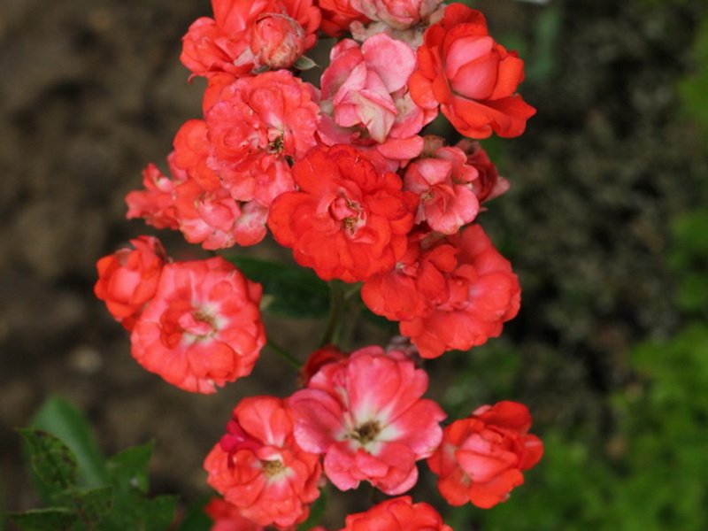 inflorescence rose gloria mundi