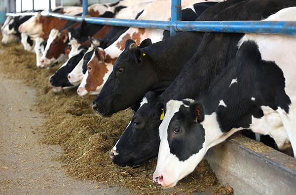 vaches à l'engraissement
