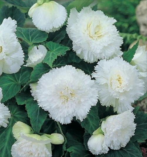 begonia fimbriata blanca