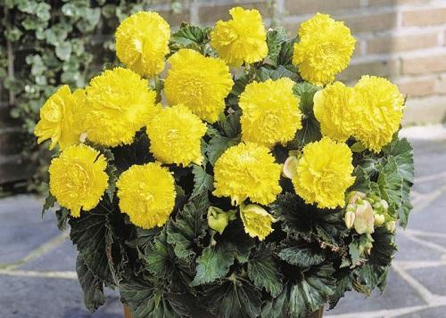 begonia fimbriata amarilla