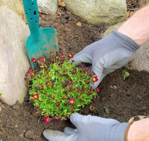 plantas para jardín de rocas