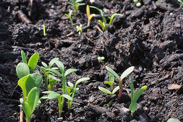 humus dans le jardin