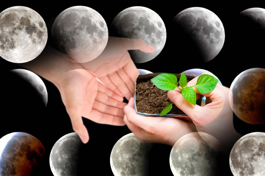 lune et plantes
