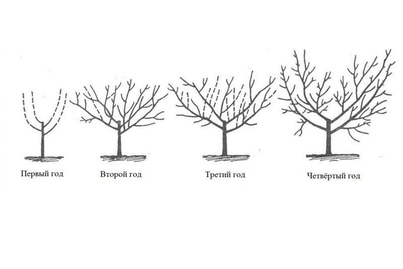 formación de la copa del árbol de nectarina