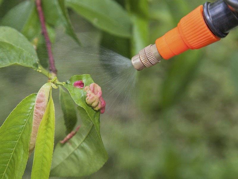 lutte contre les feuilles de nectarine frisées