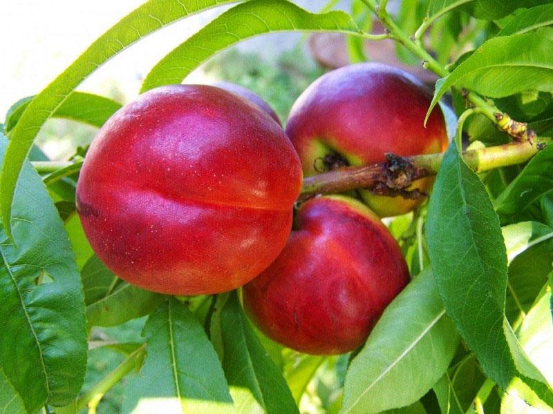 la nectarine mûrit