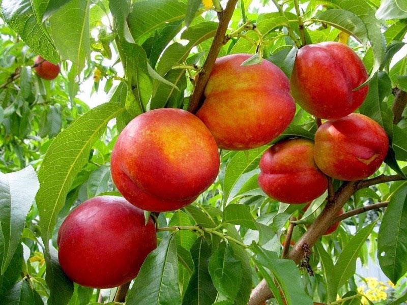 nectarine de fruits