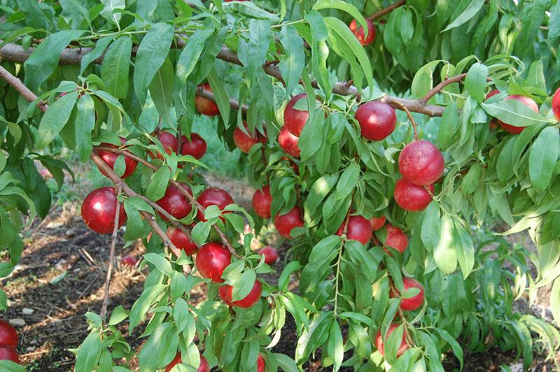 cuidando la nectarina en el jardín