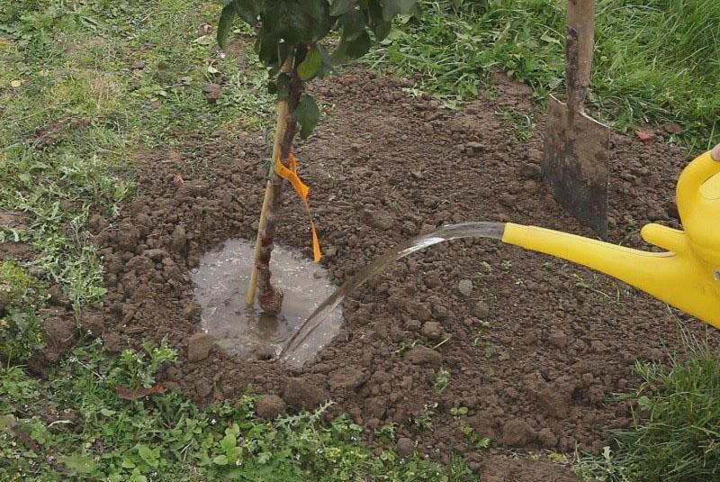 arrosage abondant de nectarine