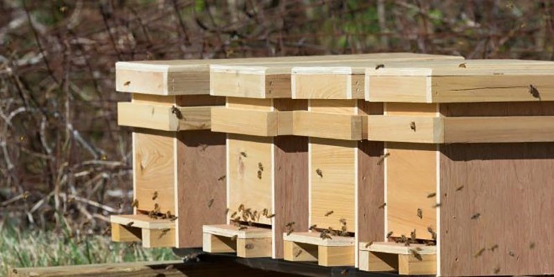 années d'abeilles après avoir hiverné dans le noyau