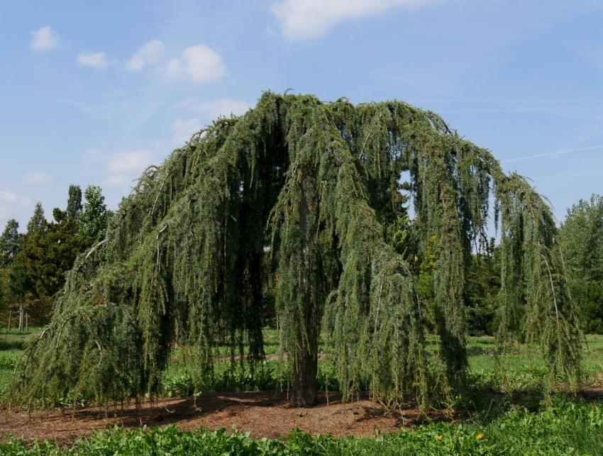 arbre qui pleure