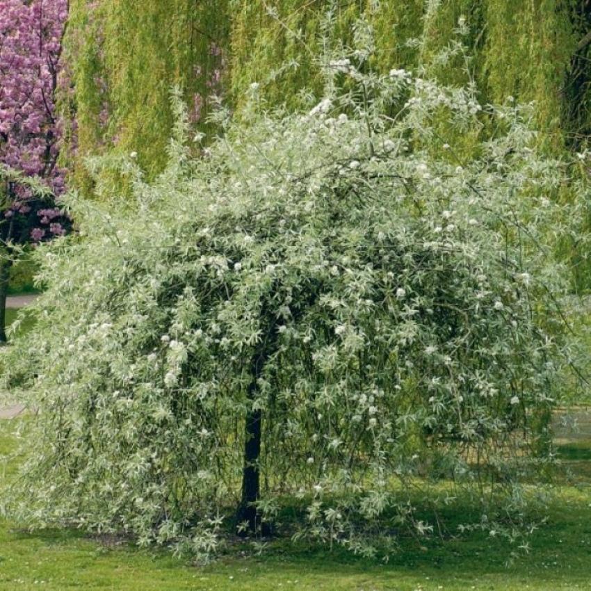 poire de saule