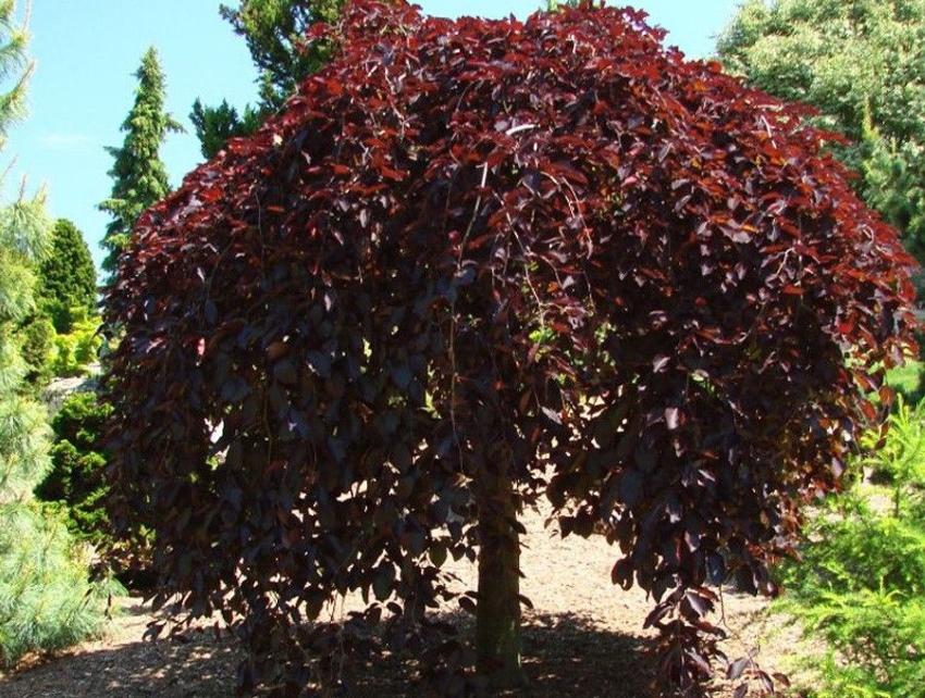 pommier à feuilles rouges