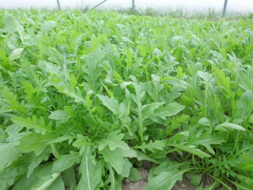 roquette dans le jardin