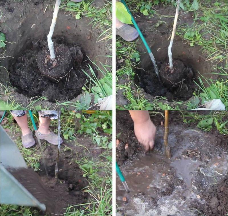 qu'est-ce que le sapropel et comment l'utiliser dans le jardin