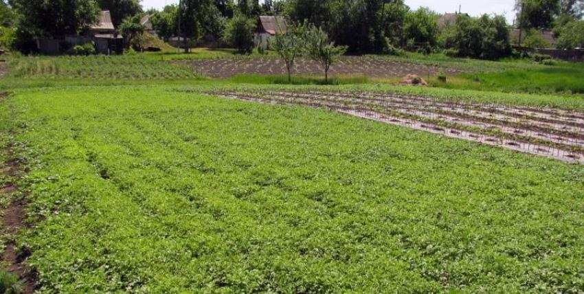 qu'est-ce que l'engrais vert pour le jardin