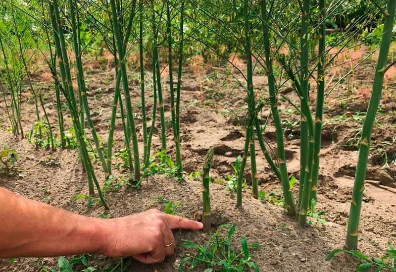 faire pousser des asperges