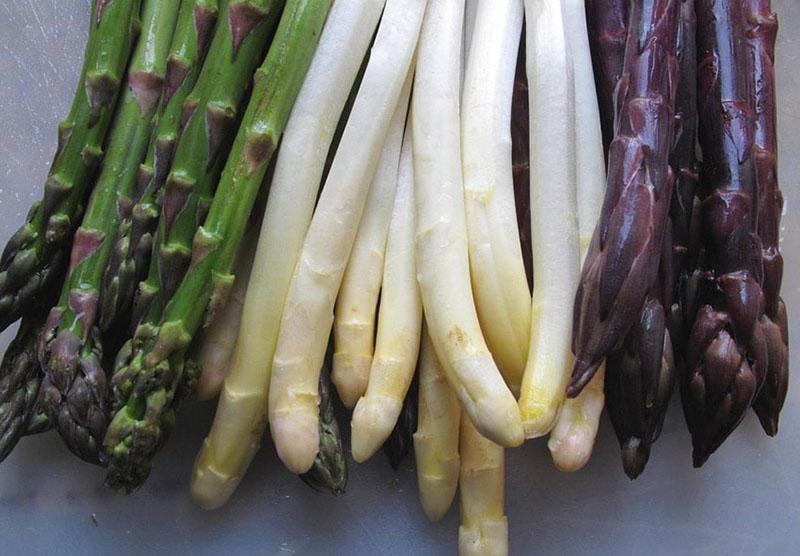 c'est quoi l'asperge