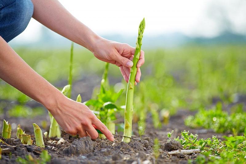 asperges comestibles