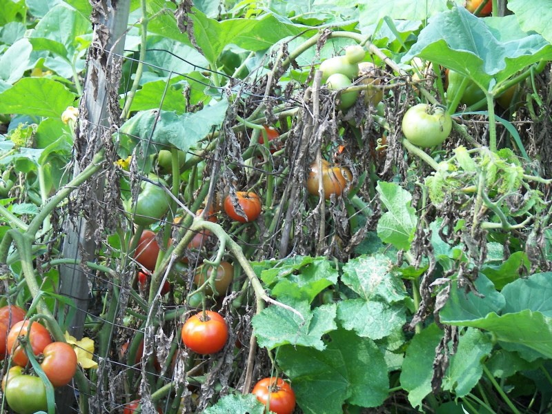 marchitamiento verticilar de tomates