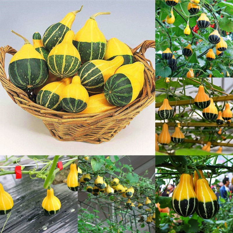 citrouille décorative