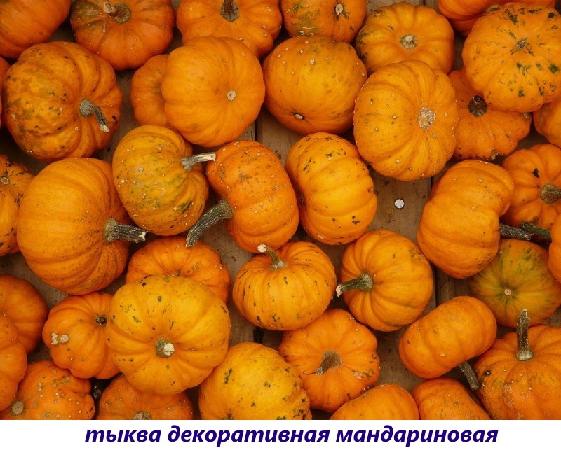 calabaza mandarina decorativa