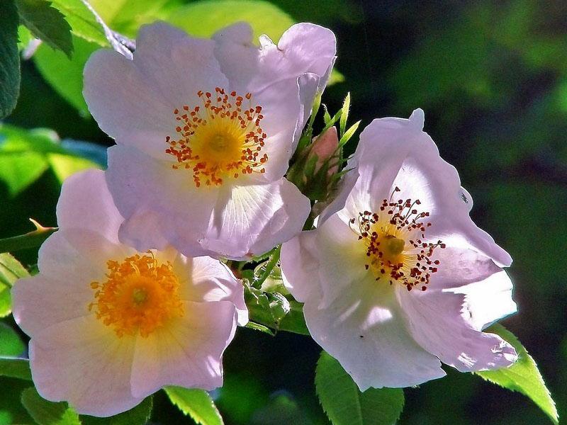 fleurs d'églantier